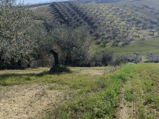 Terreno agricolo in vendita a loreto aprutino 