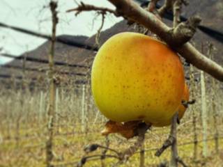 Terreno agricolo in vendita a gargazzone via nazionale