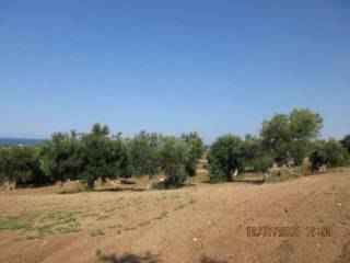 Terreno agricolo all'asta a polignano a mare strada comunale grottole