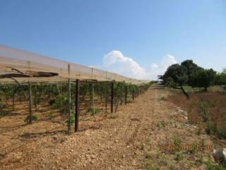 Terreno agricolo all'asta a polignano a mare contrada le macchie