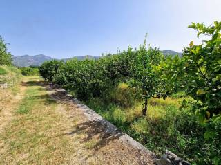 Terreno agricolo in vendita a calatabiano sp81