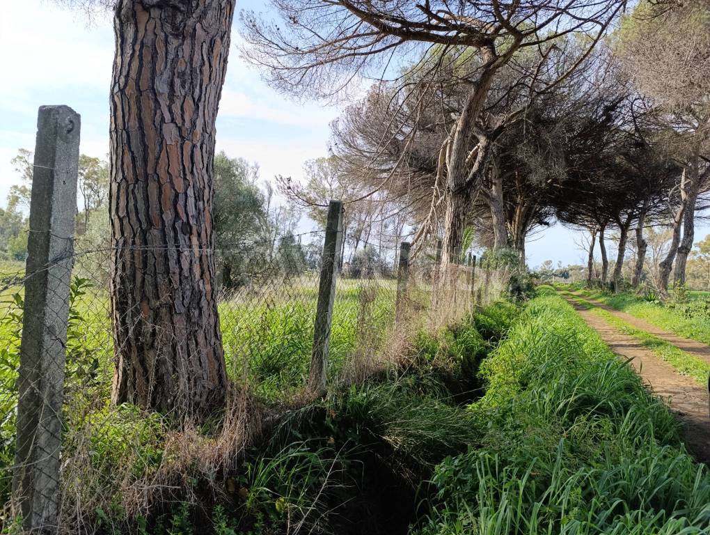 immagine annuncio 5 di 6