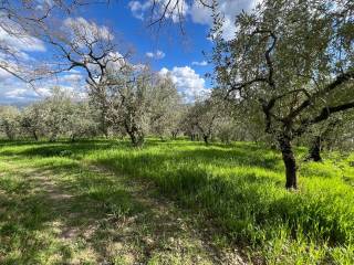 Terreno agricolo in vendita a spoleto frazione ocenelli