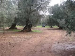 Terreno agricolo all'asta a ceglie messapica sp28