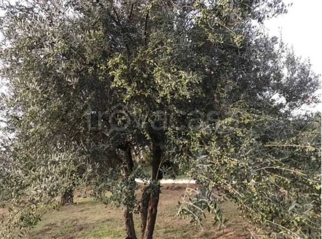 immagine annuncio 6 di 8