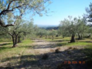 Terreno agricolo all'asta a mazzarrone via asti