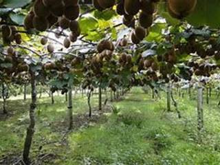 Terreno agricolo in vendita a cisterna di latina via tivera