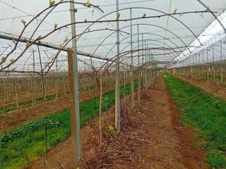 Terreno agricolo in vendita a latina frazione ferriere