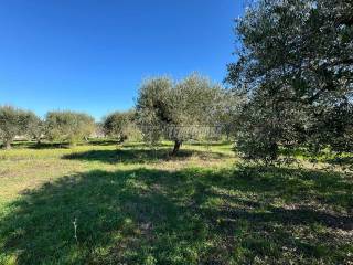 Terreno agricolo in vendita a francavilla al mare via foro, 128