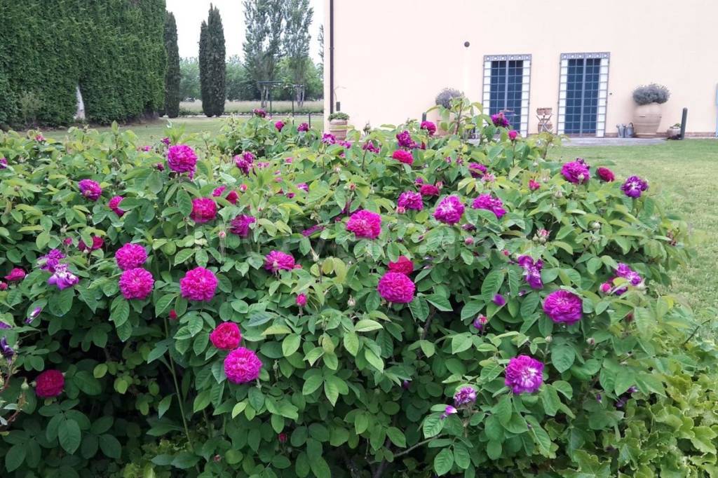 immagine annuncio 4 di 6