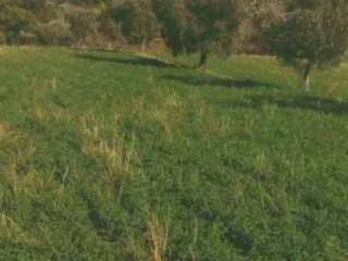 Terreno agricolo all'asta a falerone loc. santa margherita