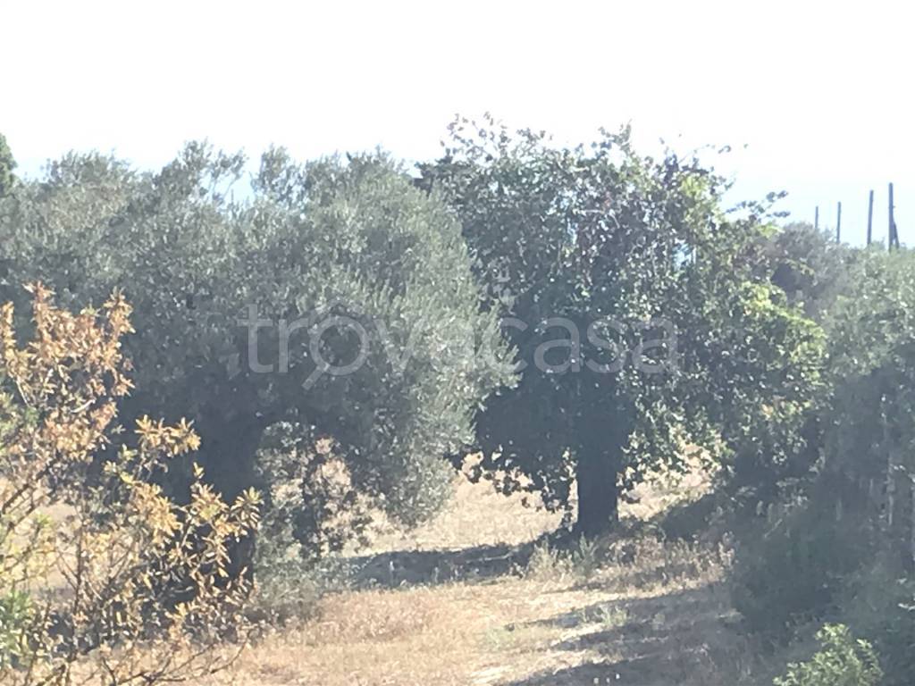 immagine annuncio 2 di 7