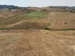 Terreno agricolo all'asta a enna contrada gallizzi