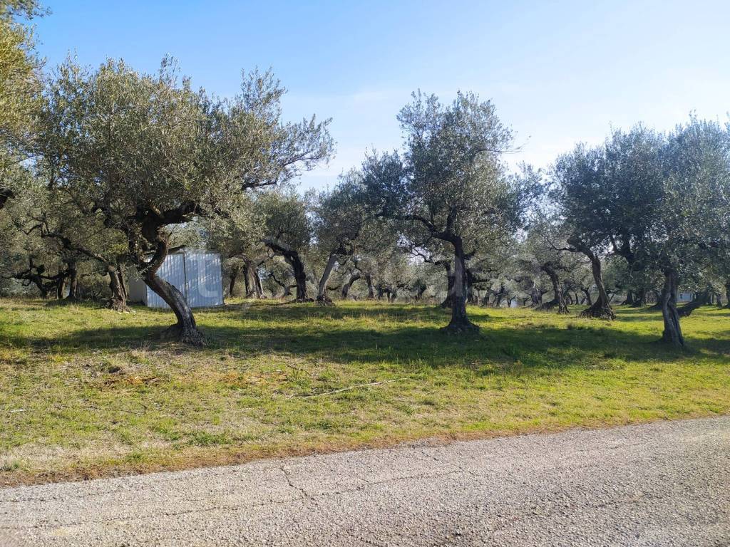 immagine annuncio 7 di 15
