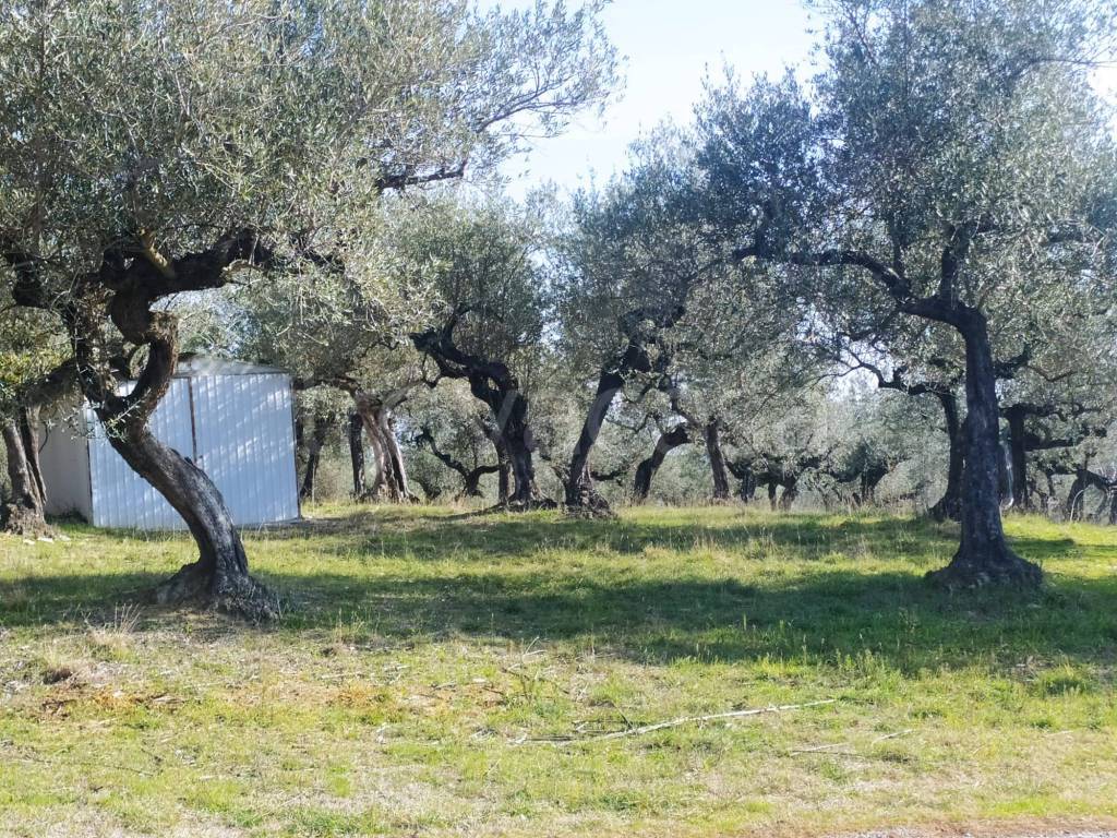 immagine annuncio 8 di 15