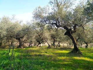 Terreno agricolo in vendita a loreto aprutino contrada marzengo, 4