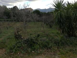 Terreno agricolo all'asta a luras vico toveddu