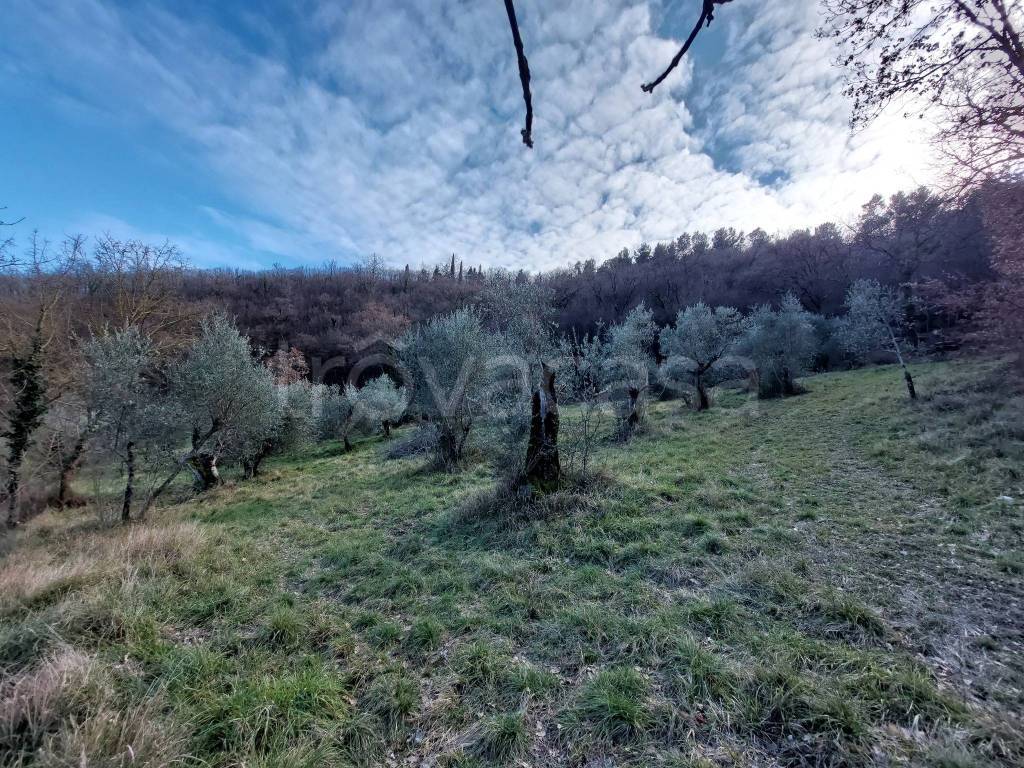 immagine annuncio 2 di 6