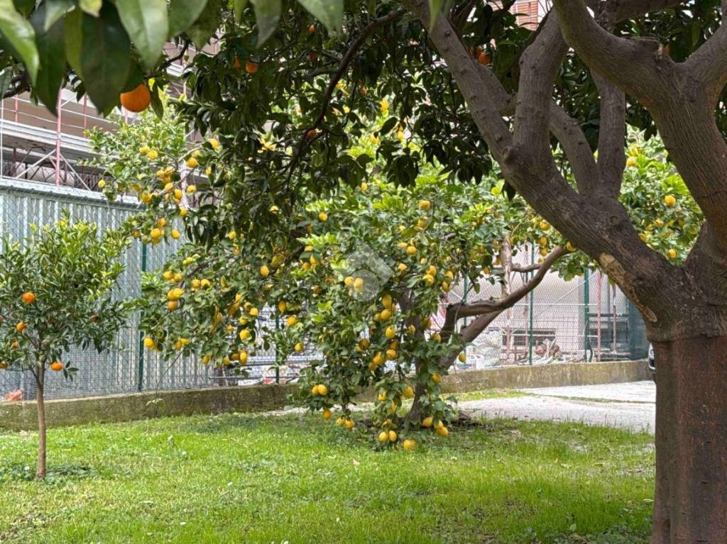 immagine annuncio 4 di 14