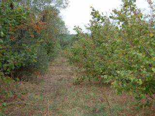 Terreno agricolo all'asta a faleria sp78