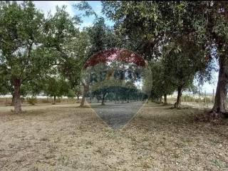 Terreno agricolo in vendita a noto contrada baroni, snc