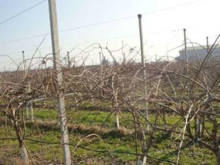 Azienda agricola all'asta a verona strada strada dell'alpo, s.n.c.