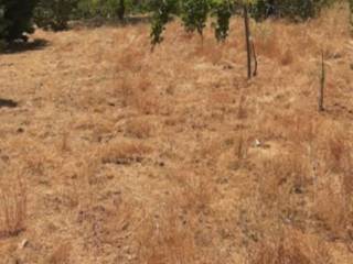 Terreno agricolo all'asta a piazza armerina sp12