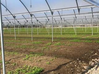 Terreno agricolo in vendita a eboli via macchione s.n.c.