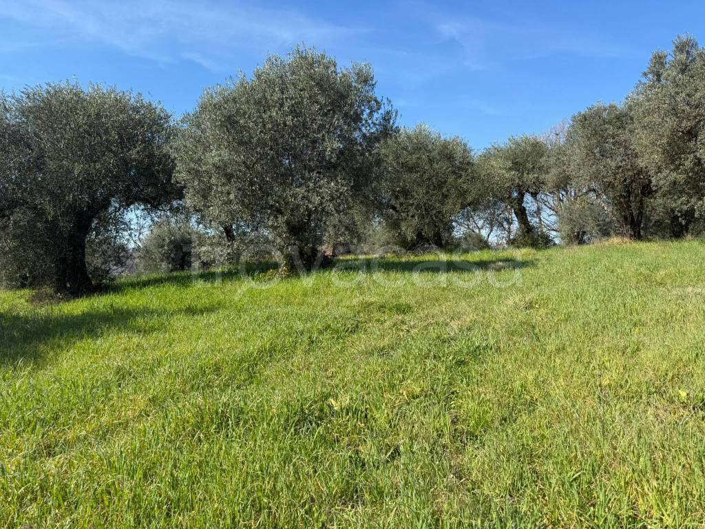 immagine annuncio 9 di 12