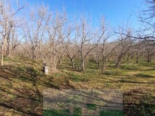 Terreno agricolo in vendita a palma campania ciccarelli