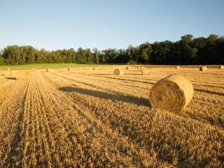 Terreno agricolo in vendita a forlì via borghina