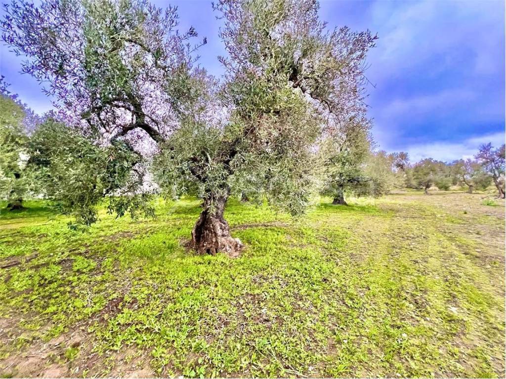 immagine annuncio 5 di 6