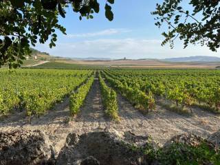 Terreno agricolo in vendita a butera 