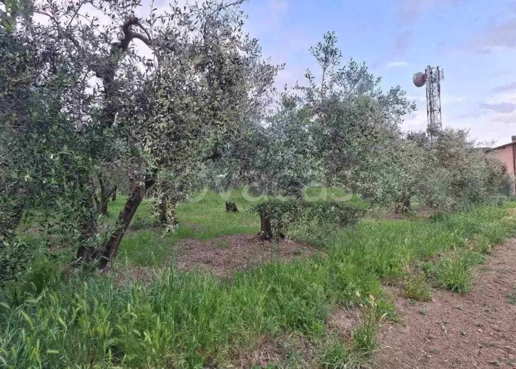 immagine annuncio 2 di 11