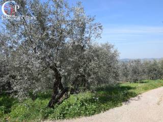 Terreno agricolo in vendita a rignano sull'arno località pagnana, 1