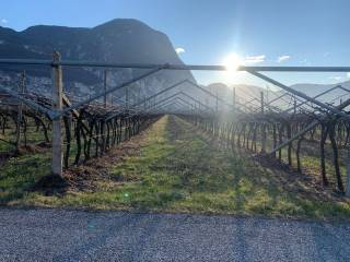 Terreno agricolo in vendita a salorno sulla strada del vino via stazione