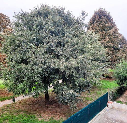 immagine annuncio 10 di 15