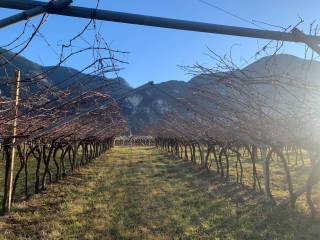 Terreno agricolo in vendita a salorno sulla strada del vino via stazione