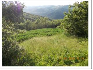 Terreno agricolo all'asta a morrone del sannio strada comunale valle