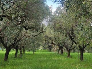 Terreno agricolo in vendita ad aprilia strada provinciale ardea-fontana di papi, 89