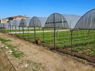 Terreno agricolo in vendita a eboli via gino birindelli