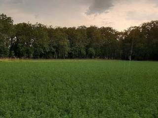 Terreno agricolo in vendita a cavriago via roncaglio s.n.c.