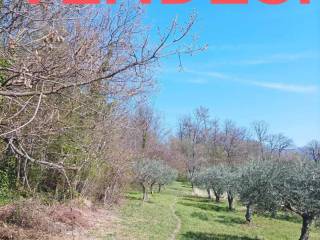 Terreno agricolo in vendita a rivello strada vicinale piano carpineto