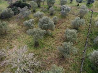 Terreno agricolo in vendita a viterbo strada pian del cerro