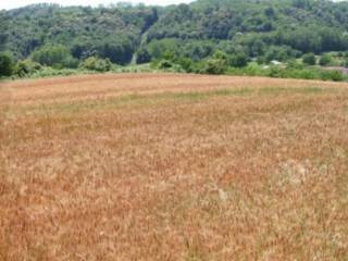 Terreno residenziale all'asta a perosa canavese via daneo