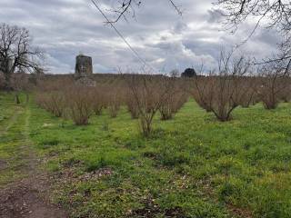 Terreno agricolo in vendita a capranica locatià querce d'orlando