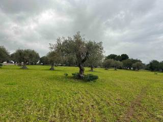 Terreno agricolo in vendita a rosolini via perpetua