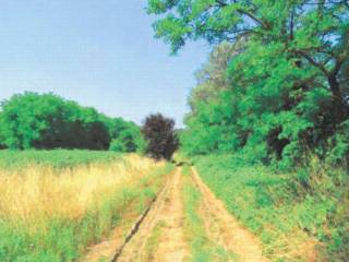 Terreno agricolo all'asta a peschiera borromeo via della liberazione