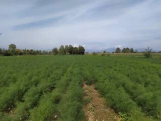 Terreno agricolo in vendita a zanica via zanica