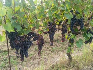 Terreno agricolo in vendita a montemagno cascina apostoli